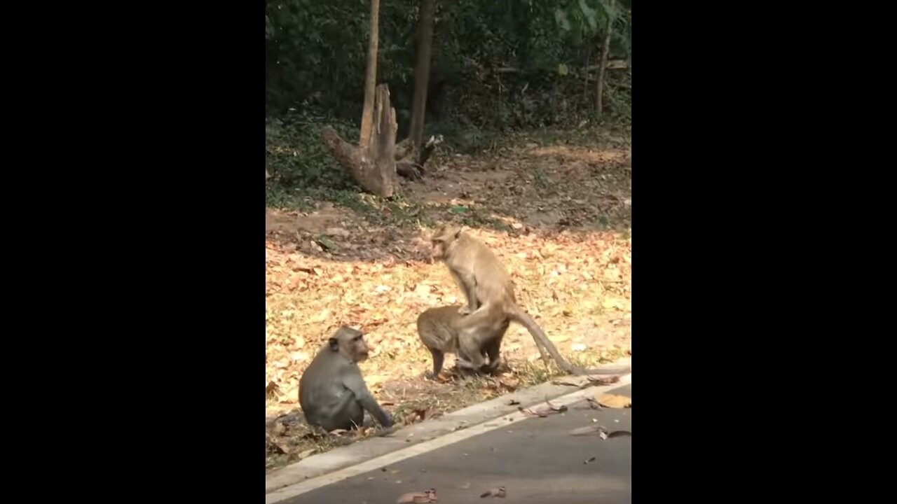 Monkey life