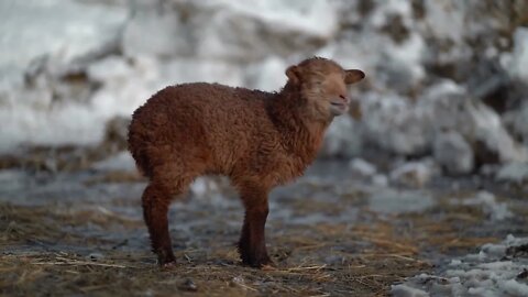 Newborn little lamb outdoor in winter