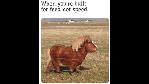 Texas Meme 05