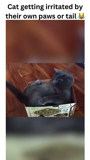 When your cat declares war on their own tail! 🐾 Who needs toys when you’ve got paws and a tail? 🐱