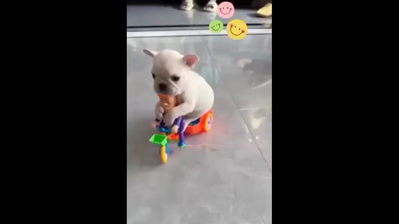 cute dog 🐕