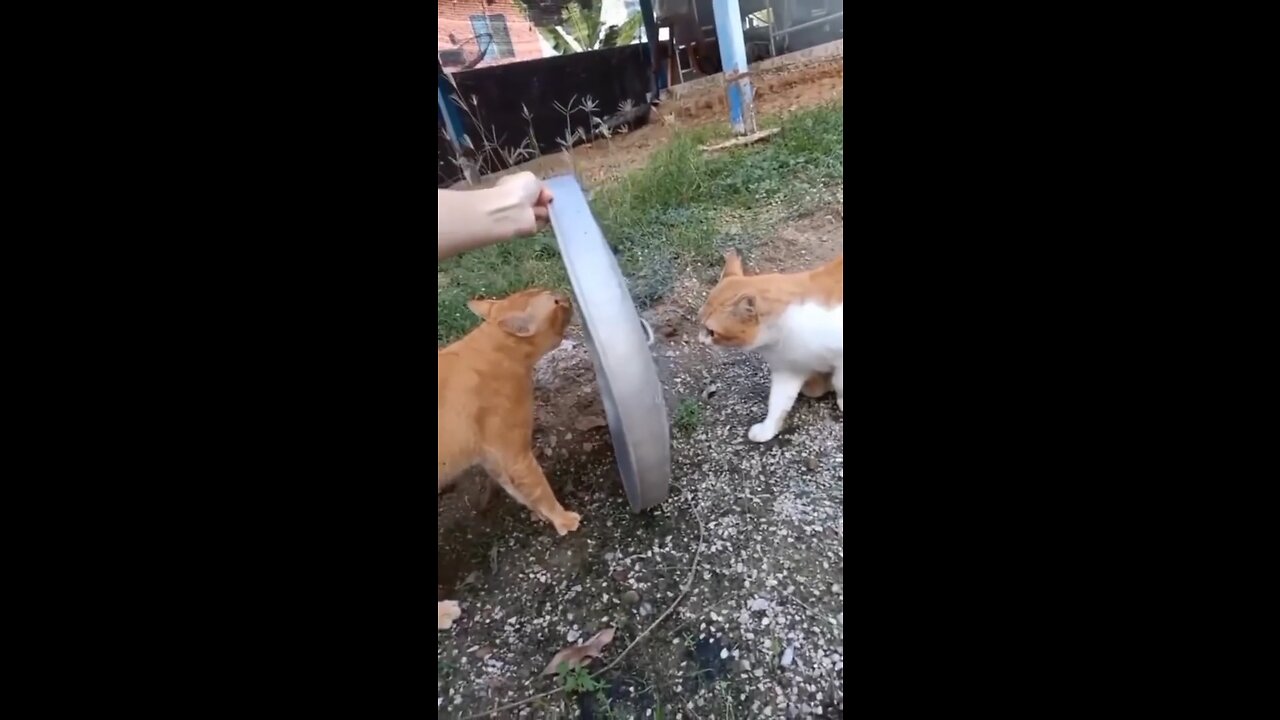 Funny Cat video