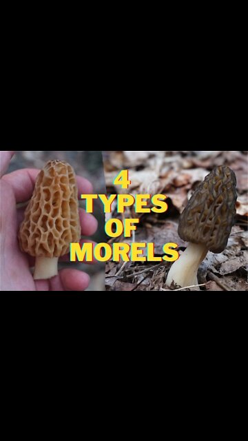 4 Morel Mushroom Species to Forage in 2022.