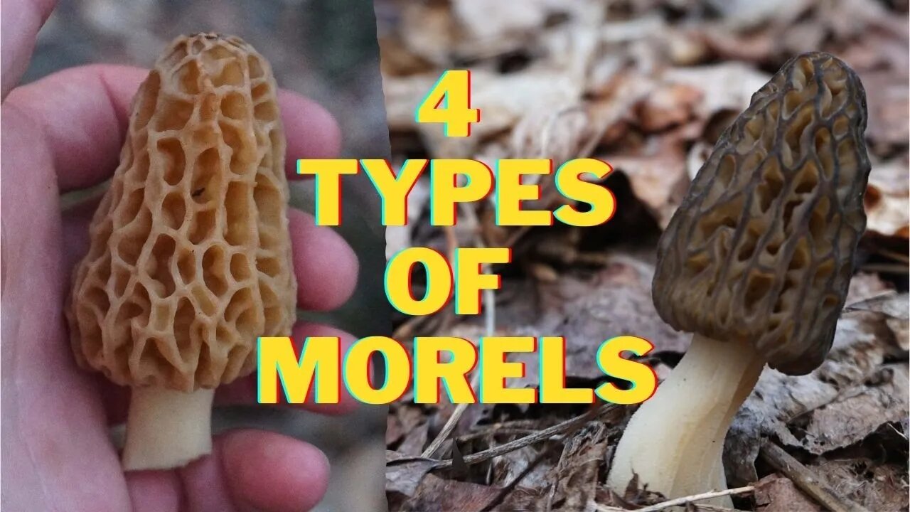 4 Morel Mushroom Species to Forage in 2022.