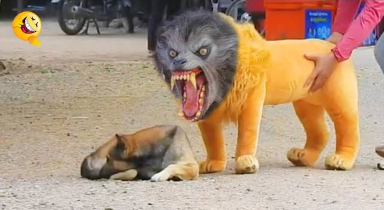 Troll prank dog funny & fake lion and fake tiger prank to dog & huge box prank to dog