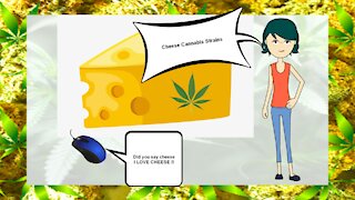 Cheese Cannabis Strains