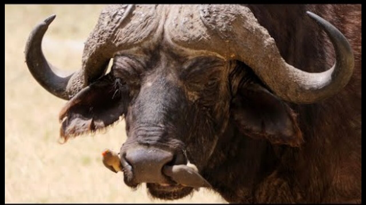 Red-billed Oxpeckers on African Buffalo