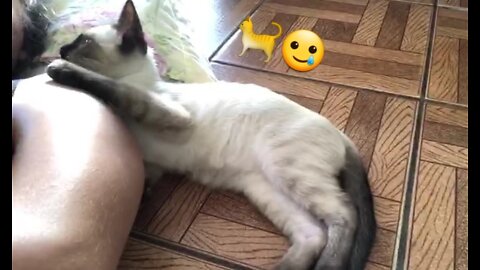 His owner got sick and look what this cat did