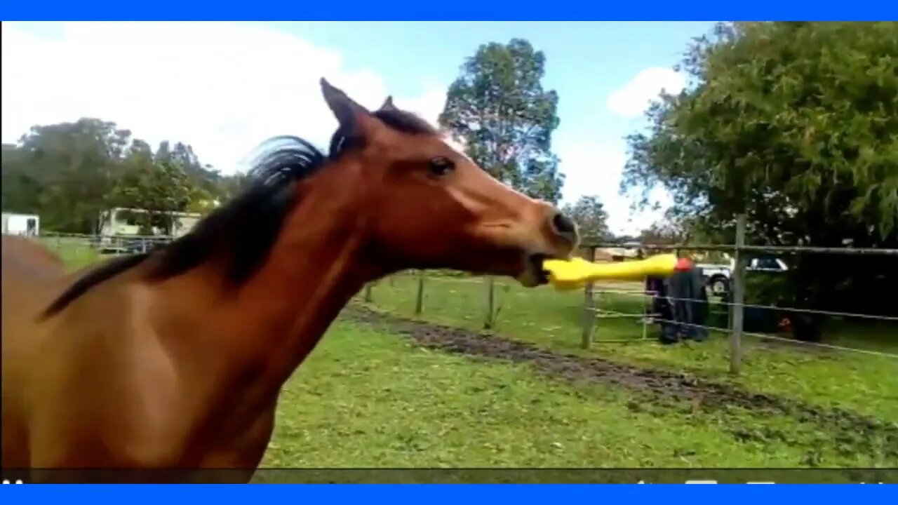 Horse Finds Rubber Ducky & Has A Blast Playing With It