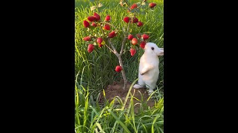 Rabbit