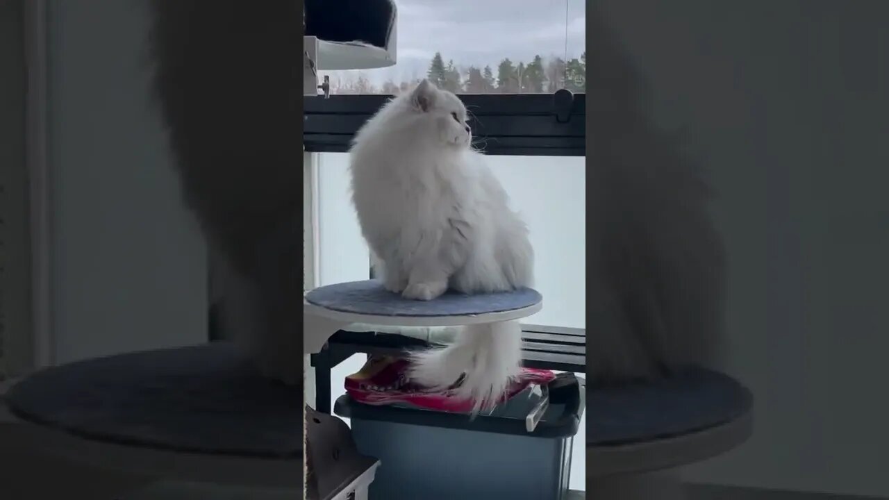 Some cute ones to put a your in better mood!