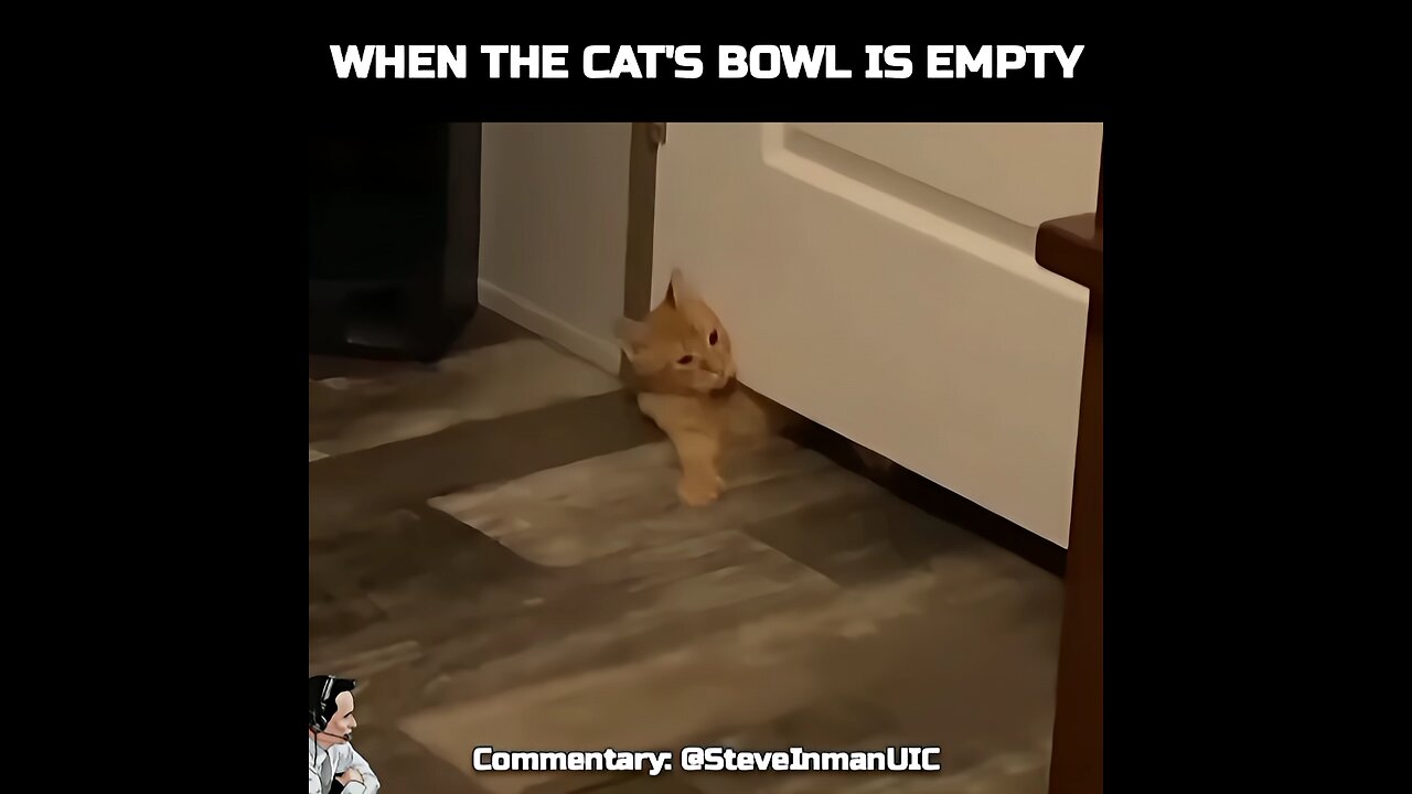 Hangry Cat