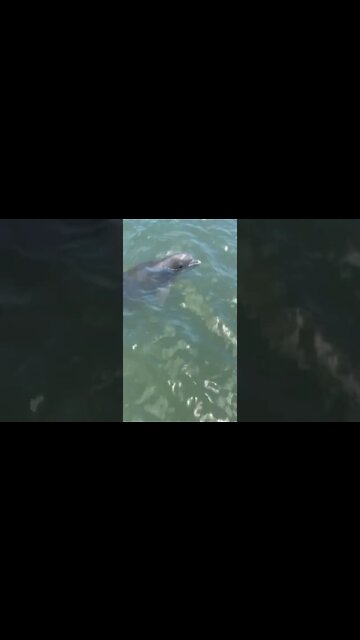 Dolphins in Port Aransas, Texas #shorts