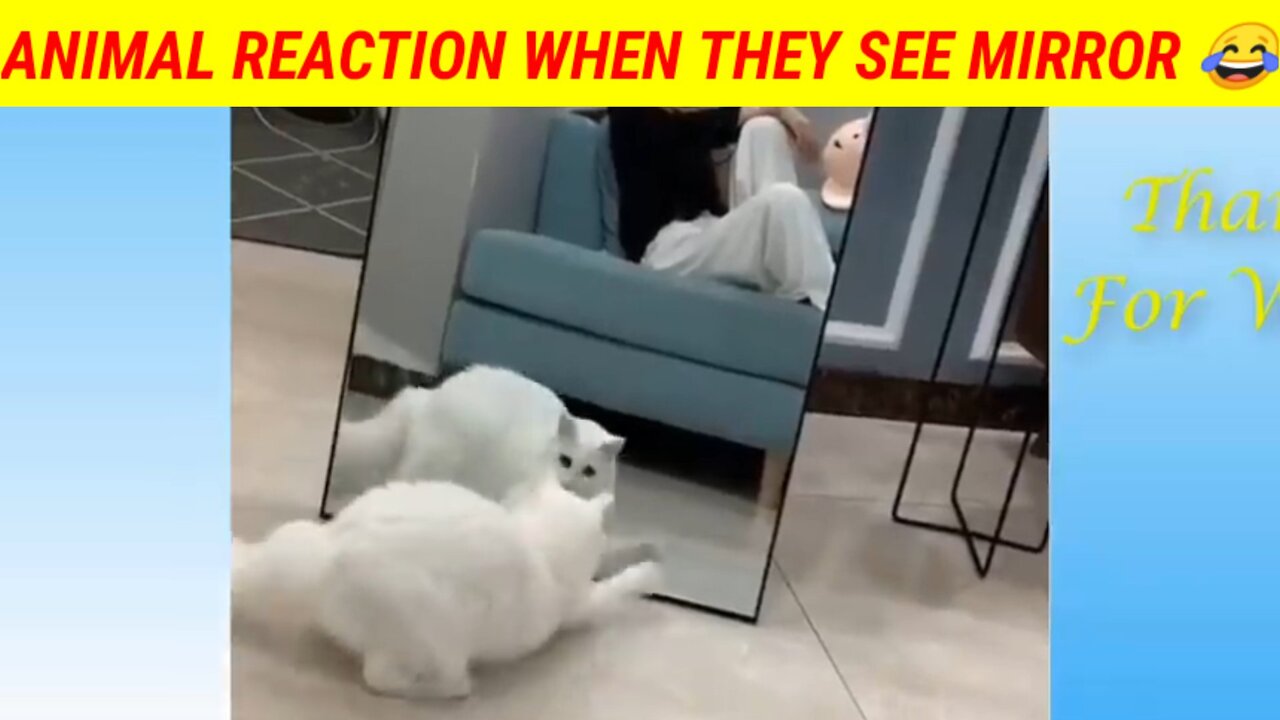 Animal Reaction When They See Mirror 😂 | Very Funny Vidio