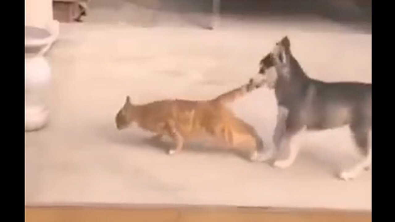 Cats vs Dogs Compilation