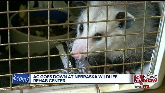 Heat creates emergency for wildlife rehab