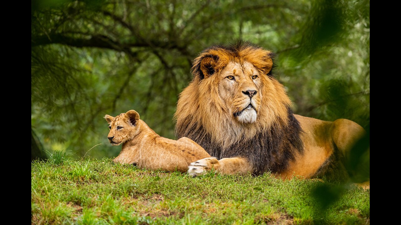 Animal Talents: National Geographic Forest and Jungle Tour