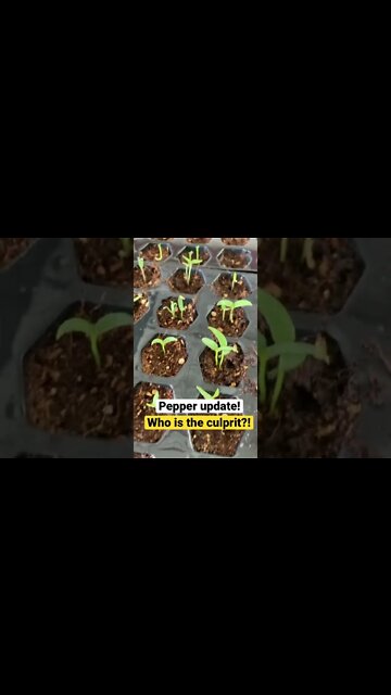 Someone’s been munching on my pepper seedlings!!! #gardening #shorts #fromtherootsup #gardenpests