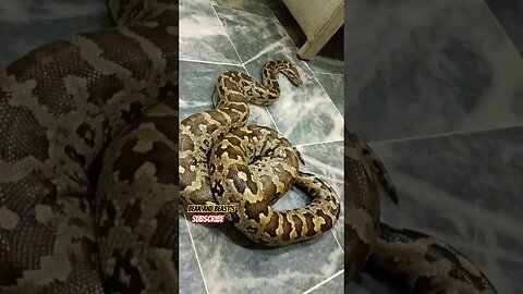 Huge Snake 🤯 #new #viral #snake #shorts