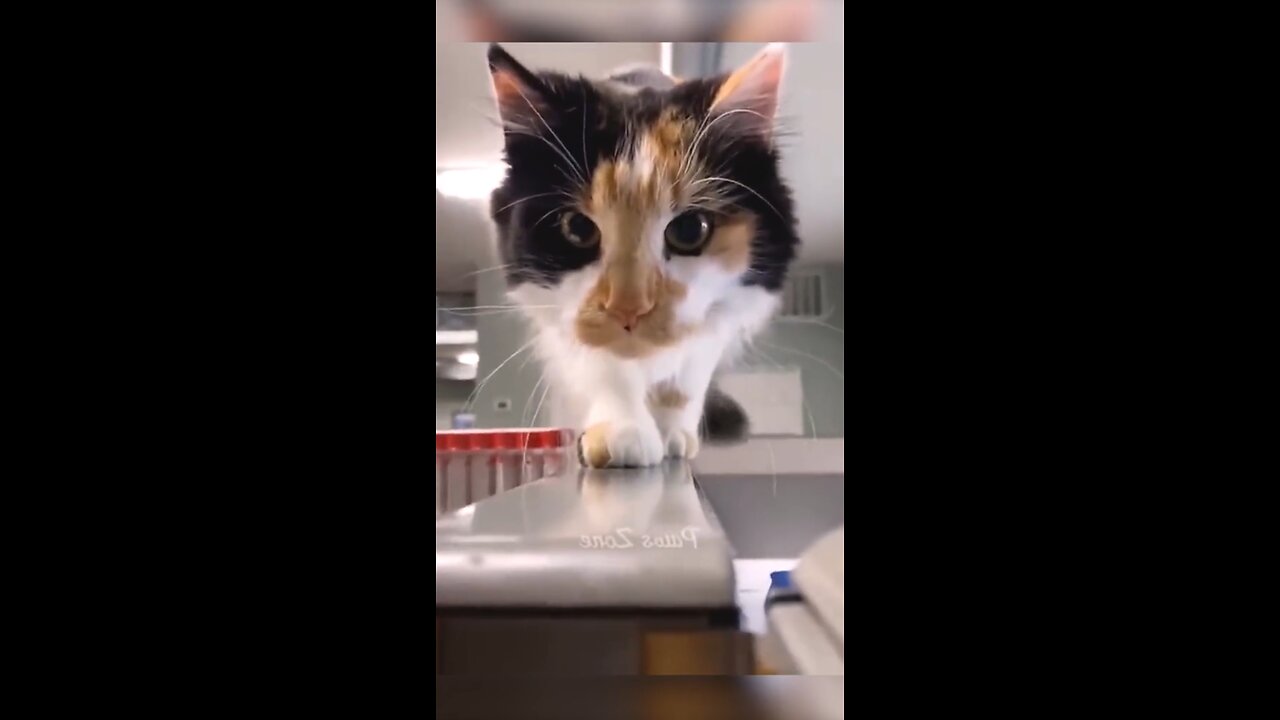 Dog 🐕 funny accident 🤣 #1