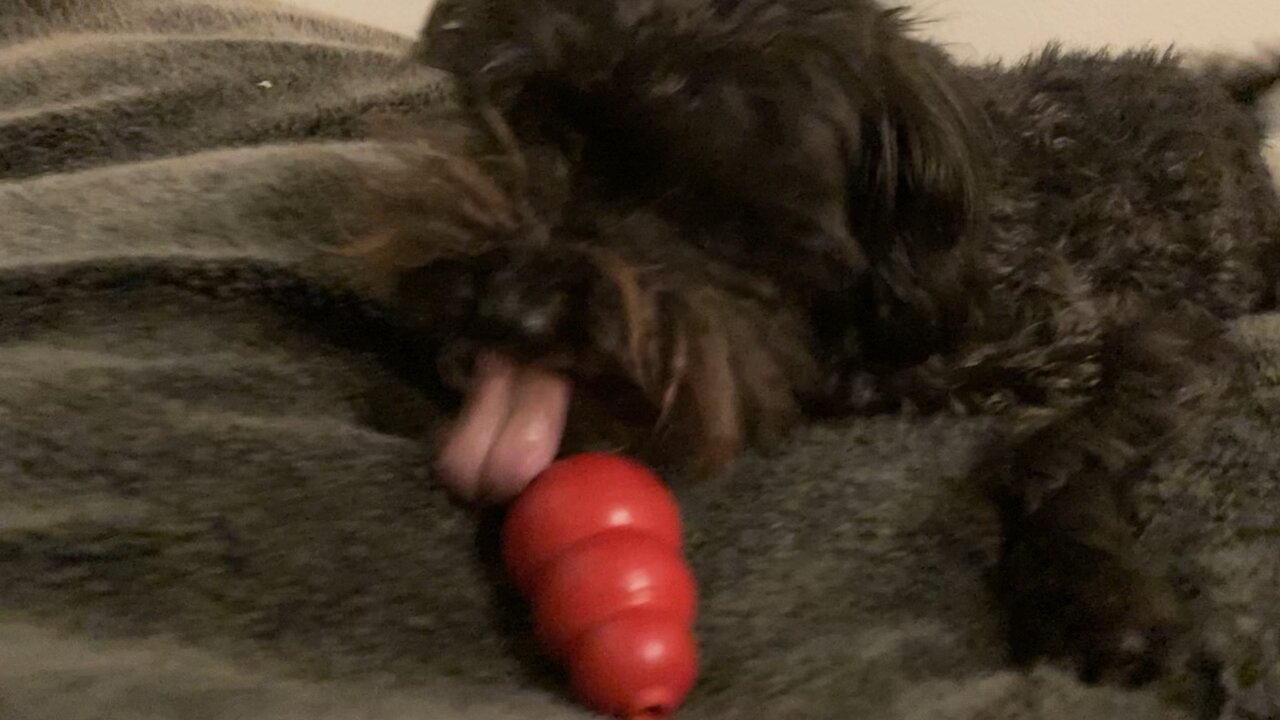 Peanut butter kong