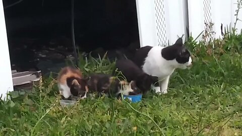 Kittens