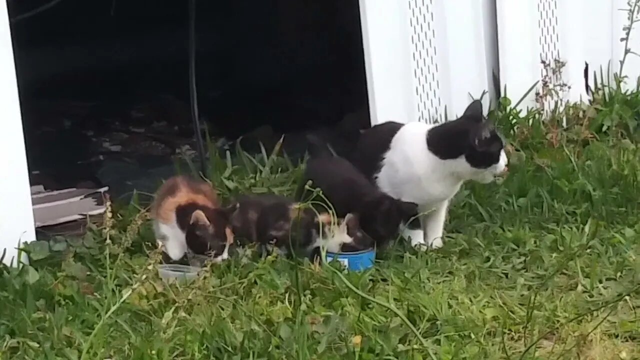 Kittens