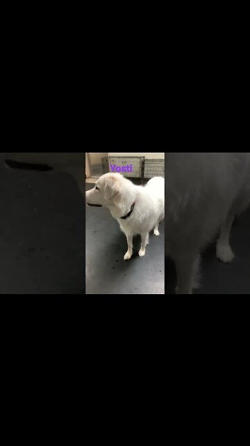 [Shorts 0099] YOSTI [#dogs #doggos #doggies #puppies #dogdaycare]