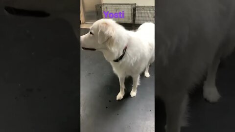 [Shorts 0099] YOSTI [#dogs #doggos #doggies #puppies #dogdaycare]