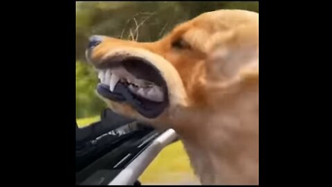 funny animals #shorts