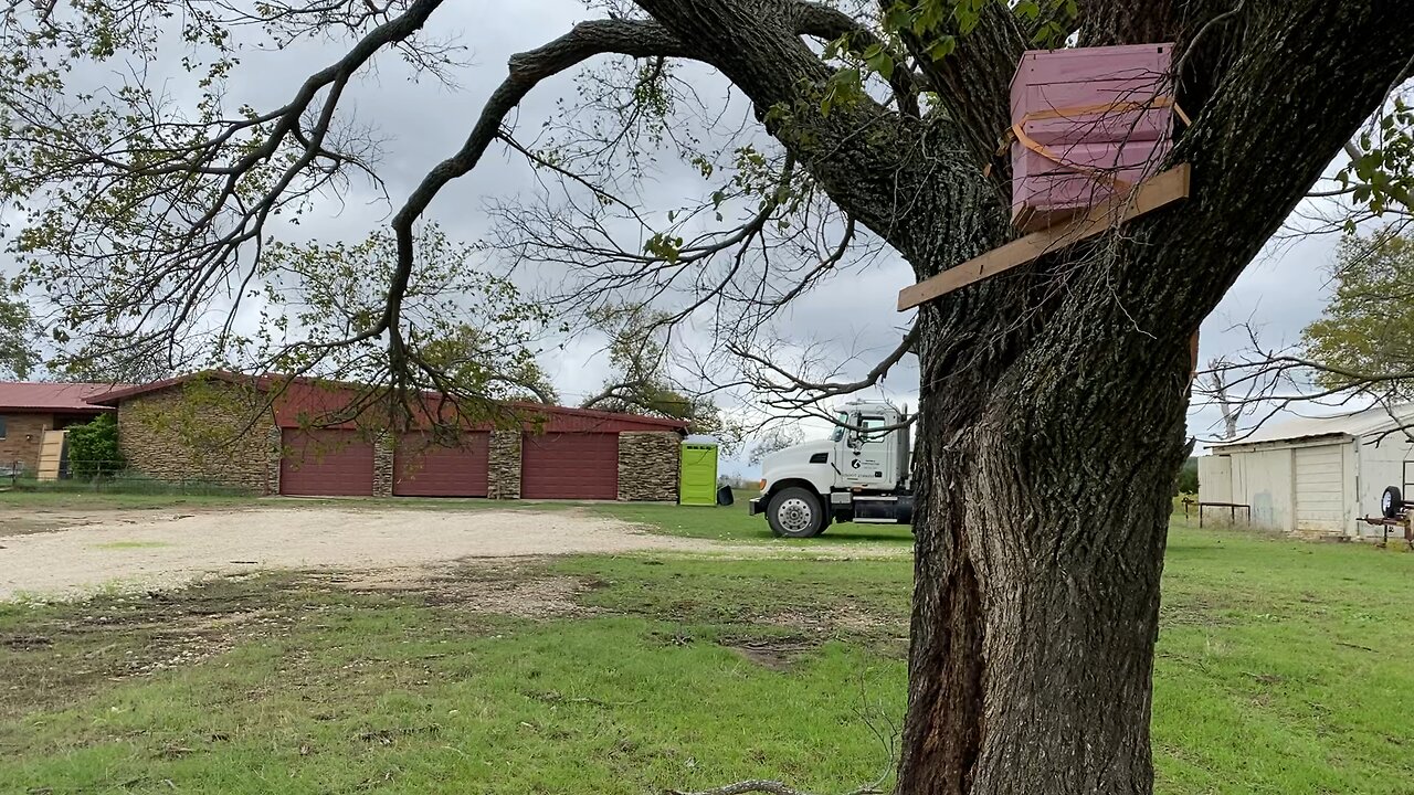 Rock house rescues has had a bunch of scout bees.