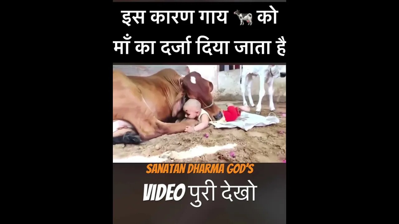 गाय 🐄 माता का अद्भुत प्यार ❤️❤️#cow #sanatan #dharma #viral #shortvideo #shorts #short