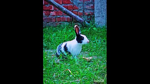 my rabit