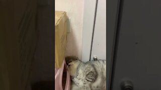 O gato mais bunda mole do mundo 🤣🤣🤣