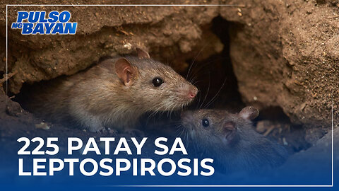 DOH, kinumpirma ang 225 indibidwal na namatay sa leptospirosis