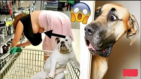 Funniest Animals Video - Funny Dogs And Cats - Try Not To Laugh Animals 2022