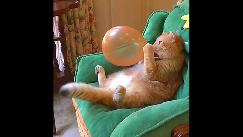 Boom scared me!#funny #funny_cats #funny_videos #cat #pets #cooking #ペット