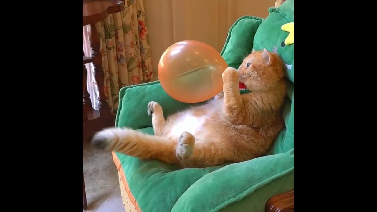 Boom scared me!#funny #funny_cats #funny_videos #cat #pets #cooking #ペット