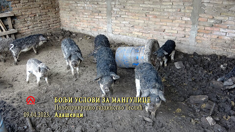 20230409 Bolji uslovi za mangulice
