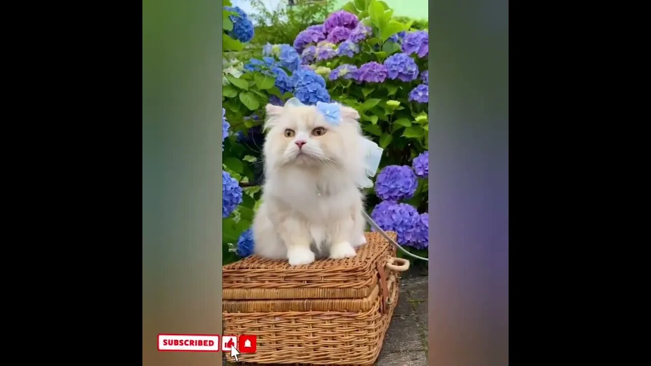 cute cat videos 😹 funny videos 😂1683