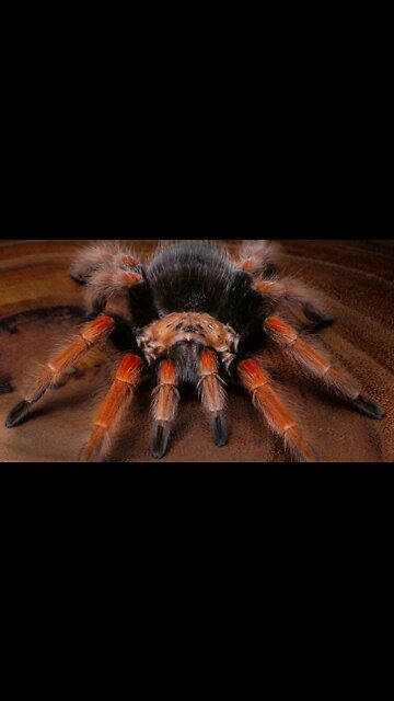 The Mexican Fireleg Tarantula #shorts