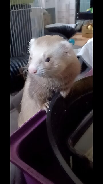 Romeo the ferret just too cute!!!