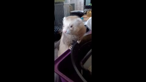 Romeo the ferret just too cute!!!