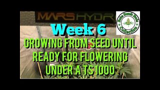 Week 6 Update, Growing From Seed Until Ready For Flowering Under A Mars Hydro TS 1000