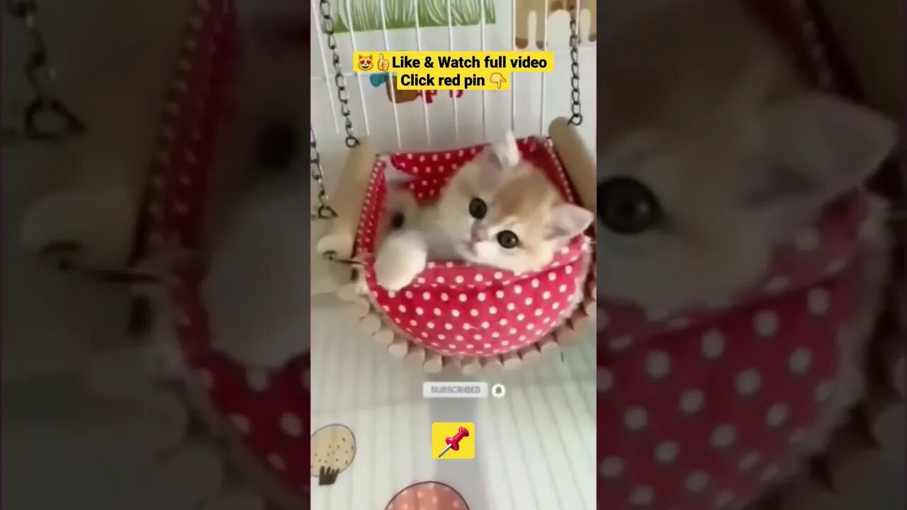 Cute Cat Funny Video 😂😹| #cutebabyfunny #Cat #cute #kitten #baby