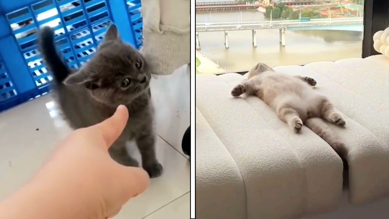 Funny and cute cats video 🐱😍