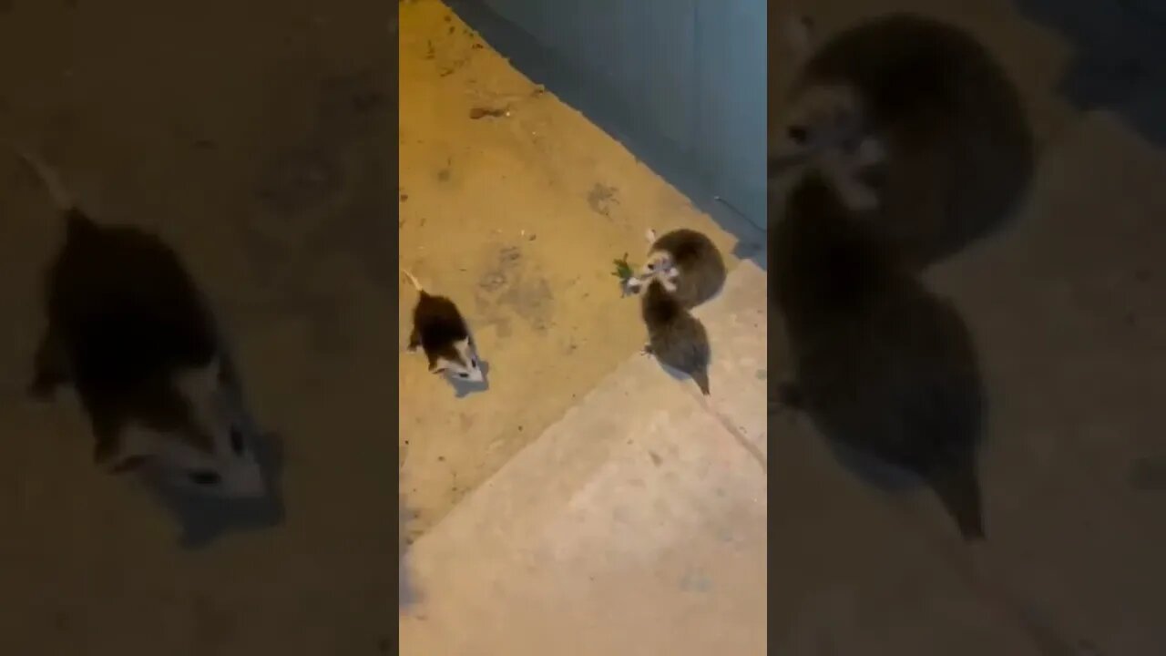 Excuse me miss, I think you dropped something