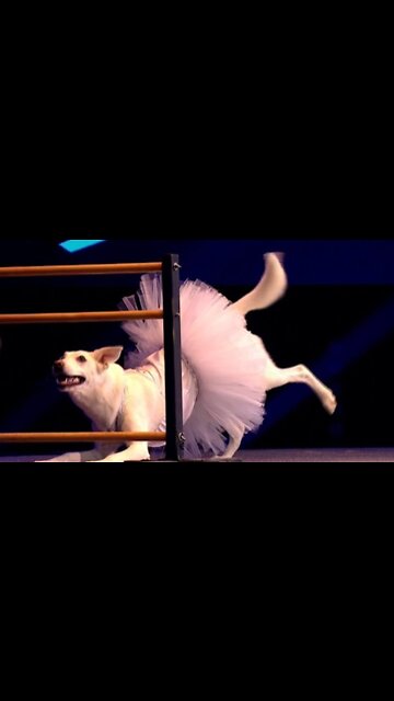 When a dog dances better than you !!!! It's not all about dancing with the stars!