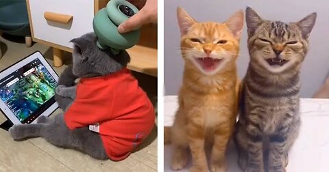 Intersting Funny Cat Videos in 2023: Try not to laugh 😂😂