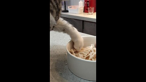 Immersive cat-feeding experience.